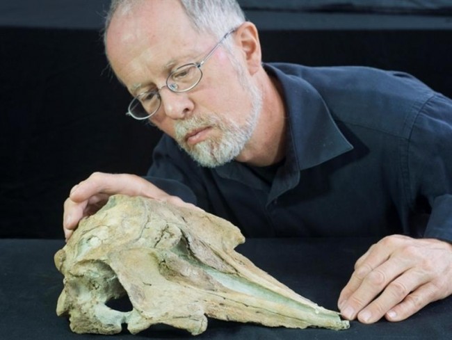 Dolphin Fossil Missing Link