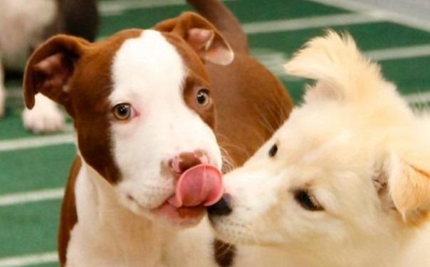 Puppy Bowl 10th Anniversary 10 Reasons to Tune In