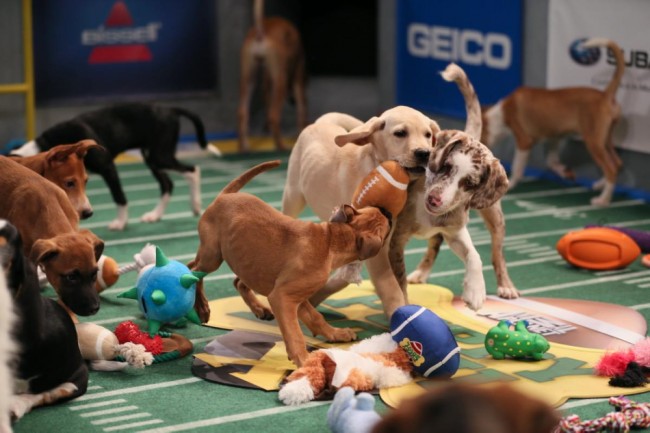 puppy bowl, animal planet