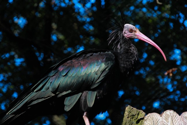 V Formation Flight Explained in Northern Bald Ibis Birds 1 V formation birds flight explained in new study