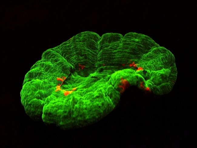 bioflouresence
