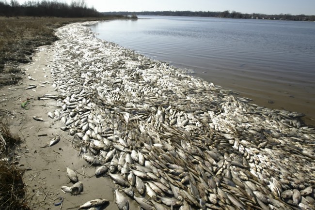 Nevada Marina Has 100K Dead Fish u.s., nevada, 100k, dead fish
