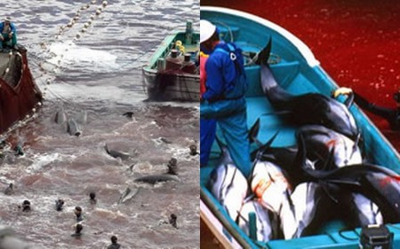 Dolphins Await slaughter