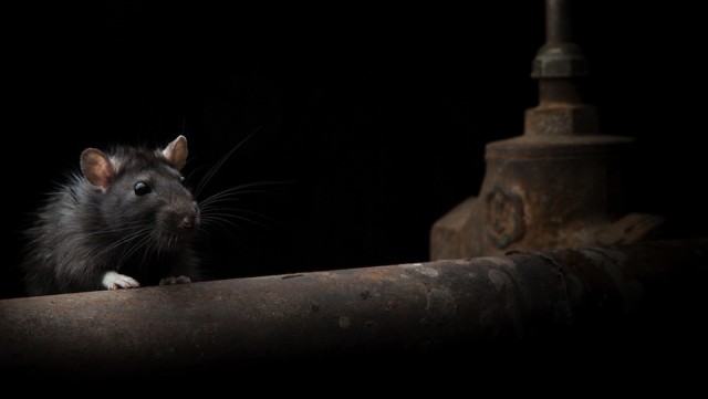 New York City Rides, Rats and Roamers