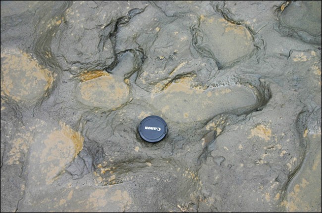 Human Footprints 800 Thousand Years Old Discovered in England 1 Human Footprints 800 Thousand Years Old Discovered in England