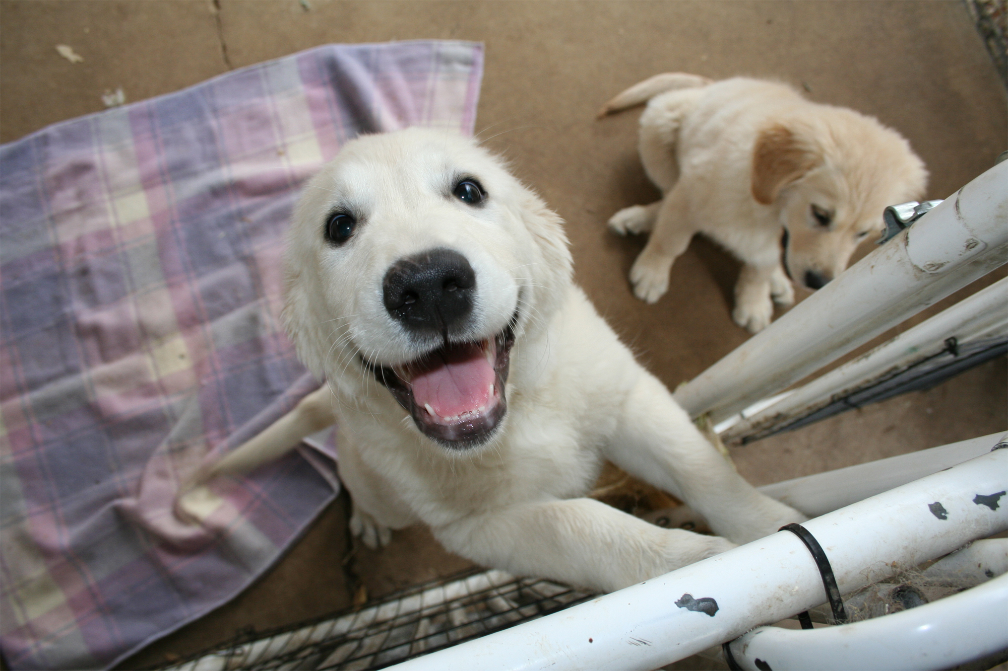 Dogs, Research, Behavior