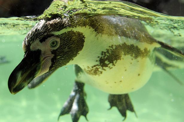 Desperately Unhappy Penguins Put on Antidepressants