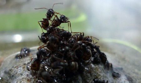 Ants can build rafts to escape floods. These are not boats made of wood or leaves, but of fellow ants behaving in a collective structure for the greater good of the nest
