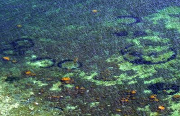 Baltic Sea is Alien Free 1 baltic sea