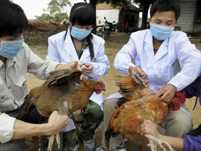 Bird Flu Virus H10N8 Claims First Victim in China, health, flu