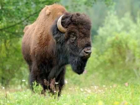 Yellowstone National Park Bison Brucellosis