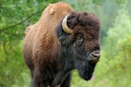 Yellowstone National Park Bison