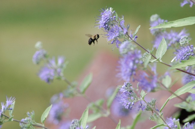 Bumblebees Could Be in Trouble Healthwise Because of Honeybees Bumblebees Could Be in Trouble Healthwise Because of Honeybees