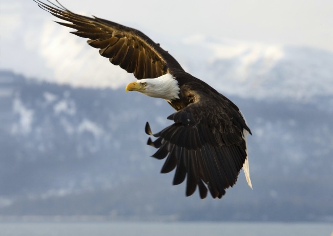 Endangered Species Act Overhaul Endangered Species