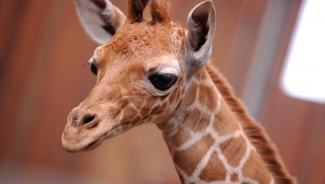 Giraffe, zoo, world, danish