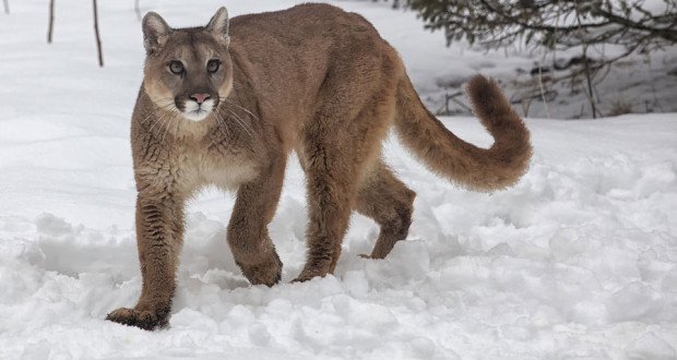 cougar