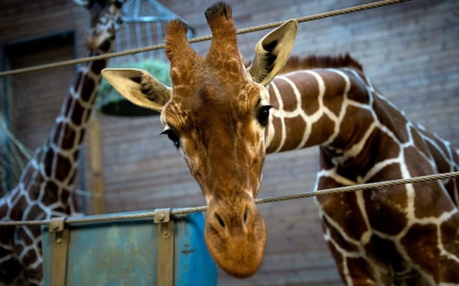 Giraffe Controversy: Copenhagen Zoo Kills Giraffe 
