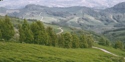 Sochi tea plantations