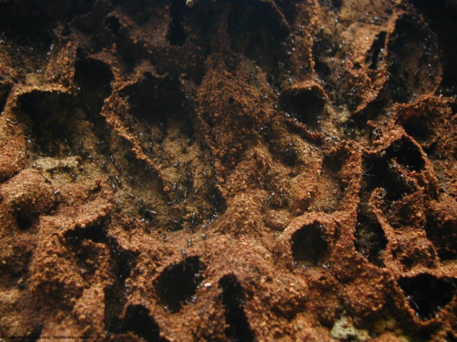 Rise of the Robot Termite Colony Robot