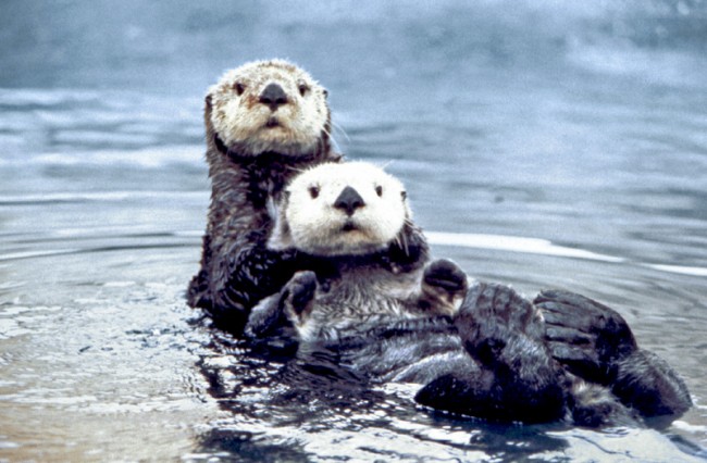 Sea Otters Slain in California, Reward Offered 1 sea otters