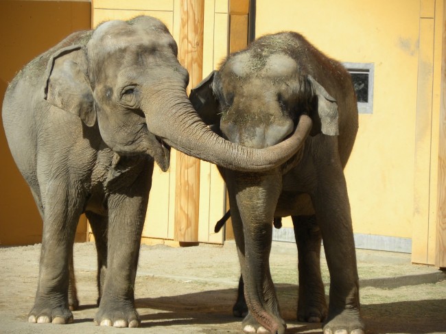 Social Elephants: Attack and Comfort