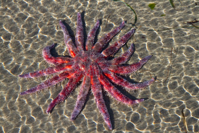 Starfish Limbs Mysteriously Torn Apart by Unknown Disease 1 Starfish limbs mysteriously torn apart by unknown disease