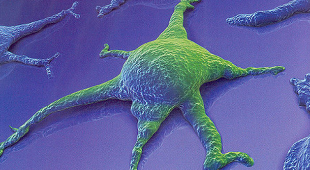 Stem Cells Acid Bath Prompts Burning Questions 1 stem cells