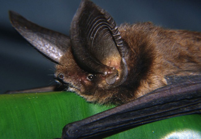 Sucker footed bat fossils found in Egyptian desert