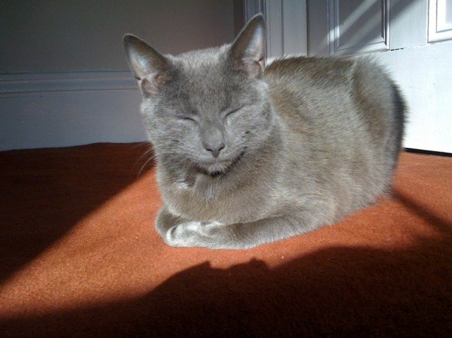 Toxoplasma Gondii Found in Arctic Ocean Belugas 1 Toxoplasma Gondii Found in Arctic Ocean Belugas