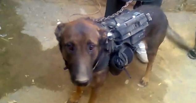 Taliban Claims to Capture Military Canine