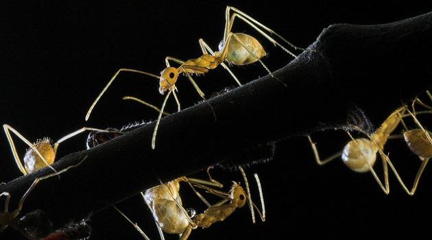 Crazy Ants and Humans