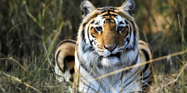 Man-Eating Tiger Terrorizes North India