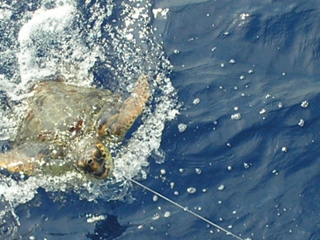 sea turtle