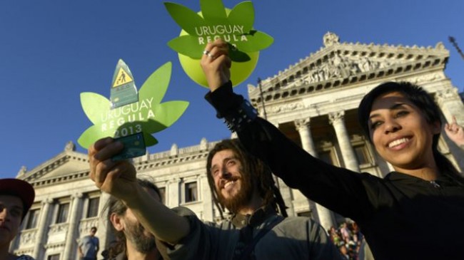 Uruguay Marijuana