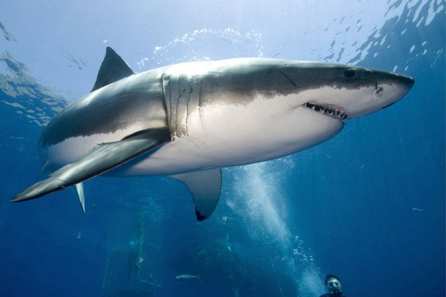 Lydia the Great White Shark May Be  Heading To the UK