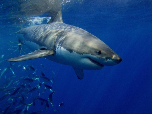 Sharks, Great White Shark