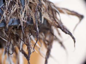 Food, hydroponics, root rot