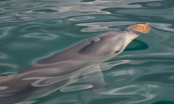 Dolphins Share Their Own Cultural Memes Dolphins, Memes