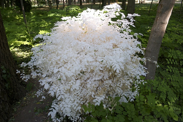 Albino Redwood Rarity Facing Demolition in the Name of Progress Albino Redwood