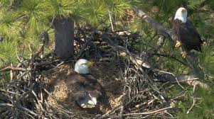 Bald Eagles in Virginia