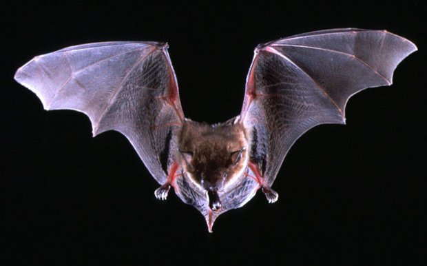 Bats Stricken With White Nose Syndrome Bats