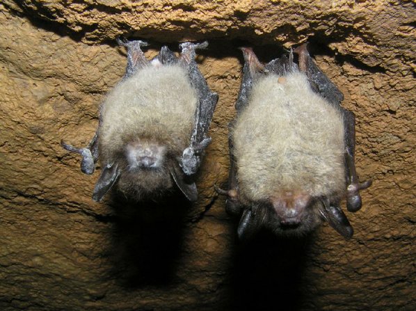 Bats Stricken With White Nose Syndrome Bats