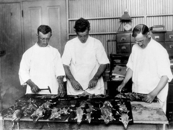 Black Death Secrets Revealed Black Death