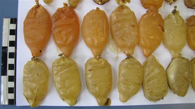 Cocaine condoms