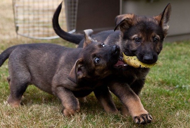 Craigslist Caper Leads Police to Stolen Puppies - Guardian ...