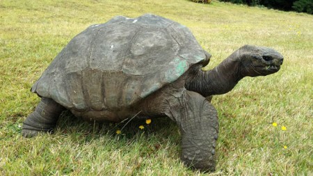 World's Oldest Known Living Land Creature Is Tortoise Named Jonathan