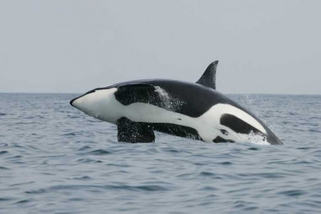 killer whale