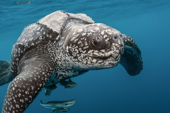 leatherback sea turtles