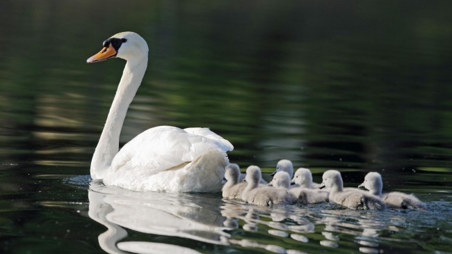 No Swan Song for Mute Swans of New York City