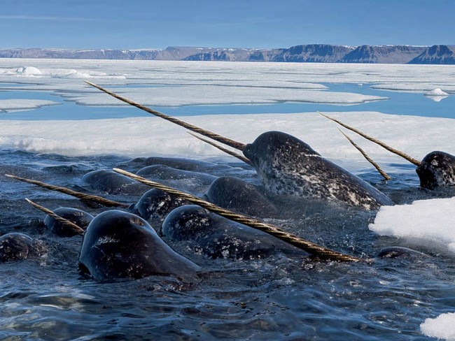 Narwhal Tusk Function Debated
